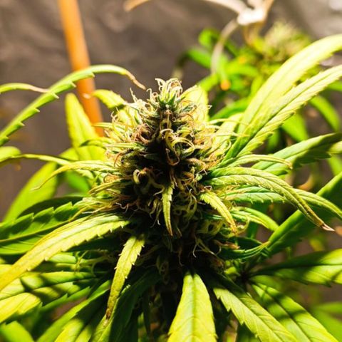 Mango kush  growlog timeline photo