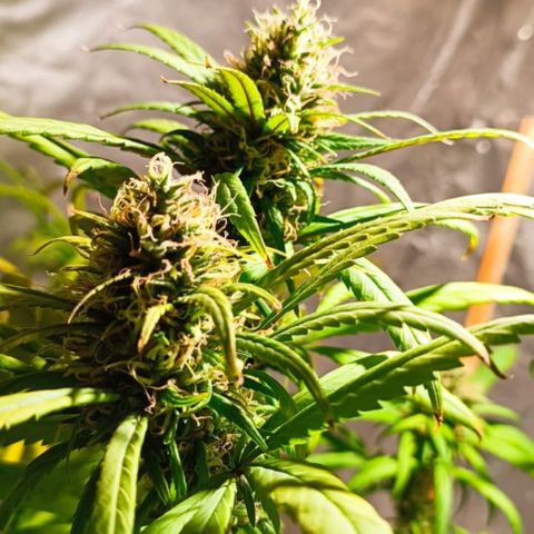 Mango kush  growlog timeline photo