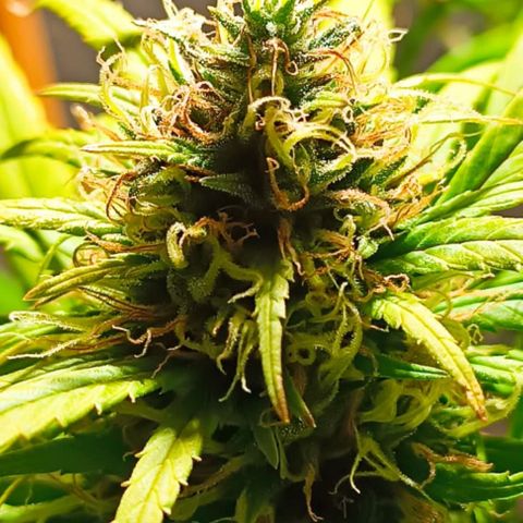 Mango kush  growlog timeline photo