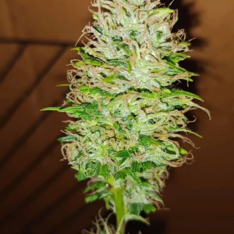 Mango kush  growlog timeline photo