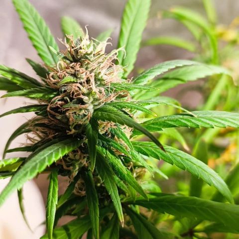 Mango kush  growlog timeline photo