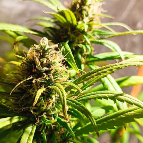 Mango kush  growlog timeline photo