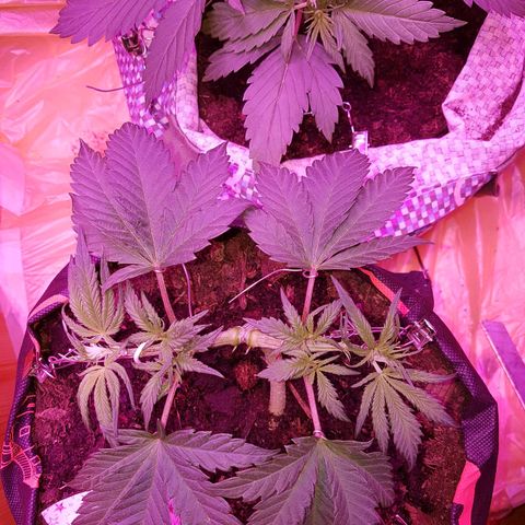Unknown  growlog timeline photo