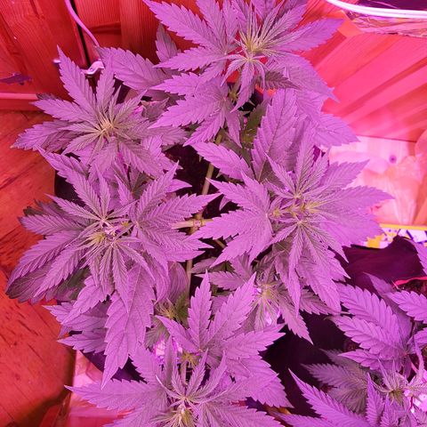 Unbekannte Sorte growlog timeline photo
