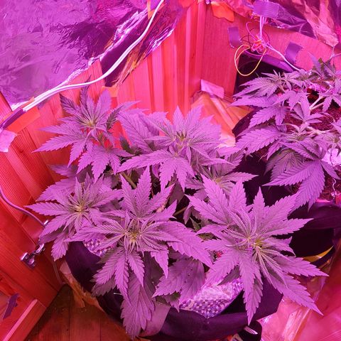 Unbekannte Sorte growlog timeline photo