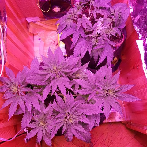 Unbekannte Sorte growlog timeline photo