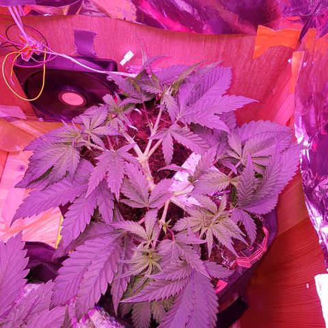 Unknown  growlog timeline photo