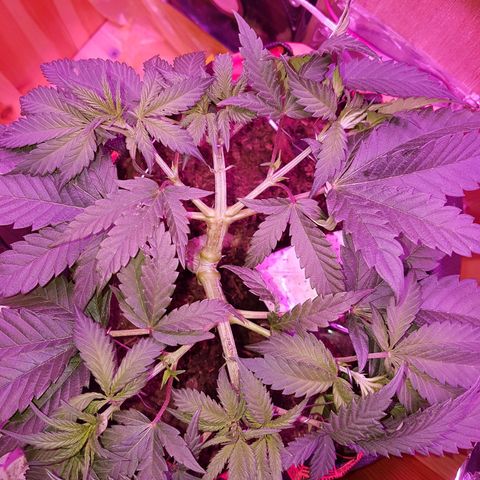 Unknown  growlog timeline photo