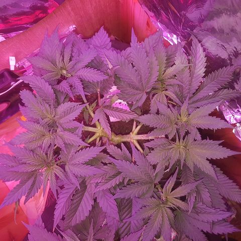 Unknown  growlog timeline photo