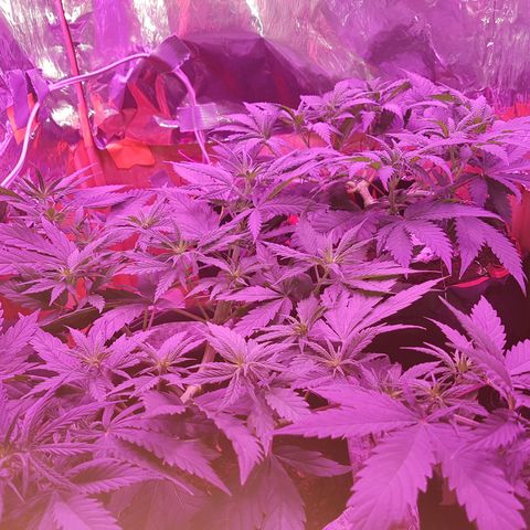 Unbekannte Sorte growlog timeline photo