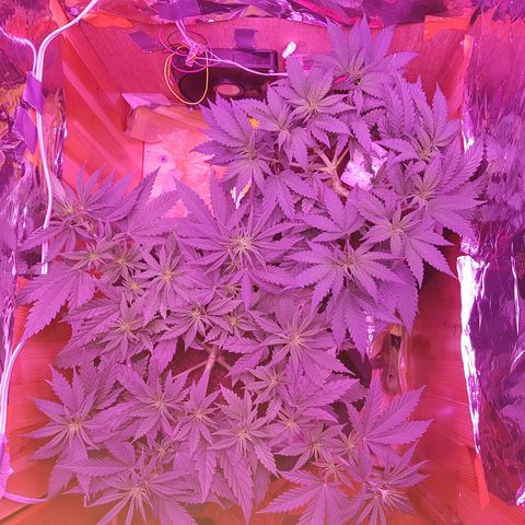 Unbekannte Sorte growlog timeline photo
