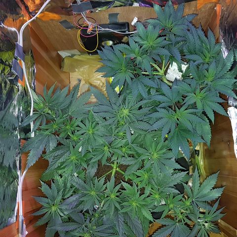 Unbekannte Sorte growlog timeline photo