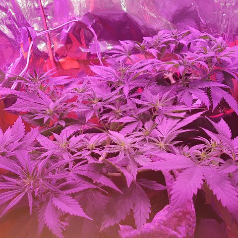 Unbekannte Sorte growlog timeline photo