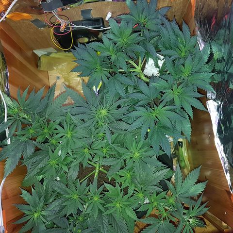 Unbekannte Sorte growlog timeline photo