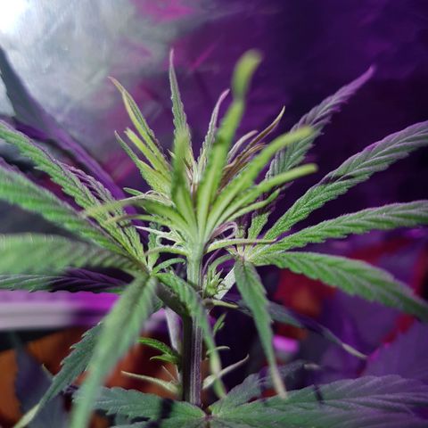 Unbekannte Sorte growlog photo: Start of Flowering 