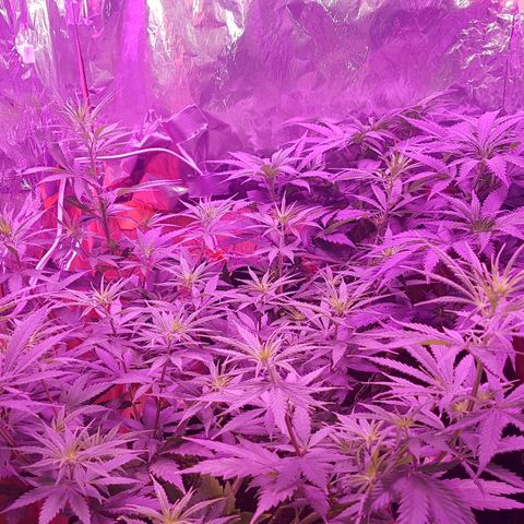 Unbekannte Sorte growlog timeline photo