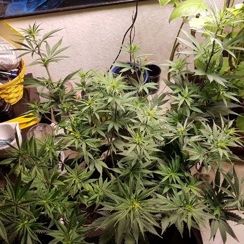 Unbekannte Sorte growlog timeline photo