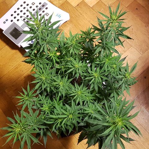 Unbekannte Sorte growlog timeline photo