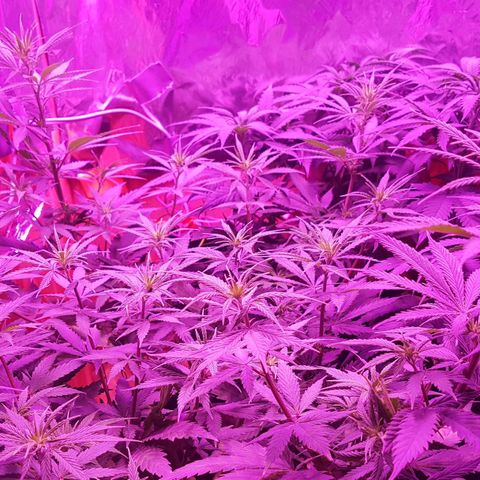 Unbekannte Sorte growlog timeline photo