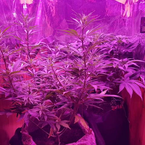 Unbekannte Sorte growlog timeline photo