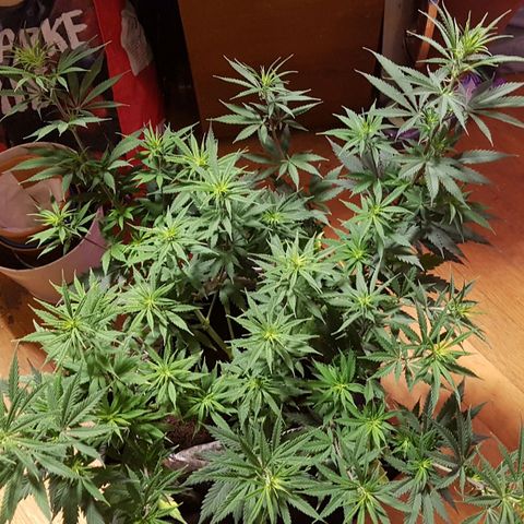 Unbekannte Sorte growlog timeline photo