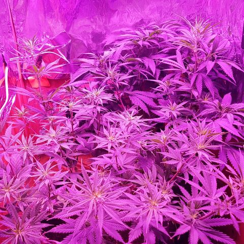 Unbekannte Sorte growlog timeline photo