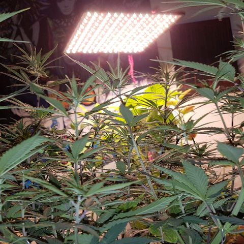 Unbekannte Sorte growlog timeline photo