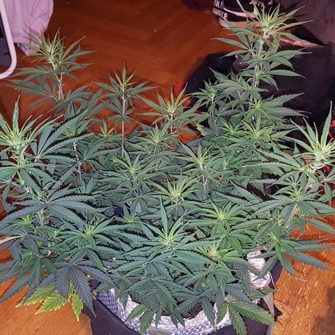 Unbekannte Sorte growlog timeline photo