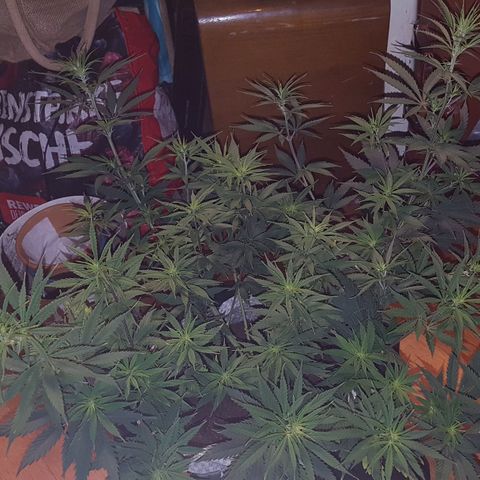 Unbekannte Sorte growlog timeline photo