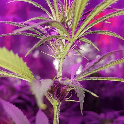 Unbekannte Sorte growlog timeline photo