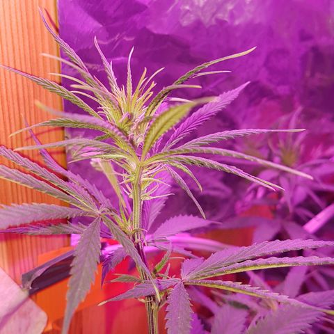 Unbekannte Sorte growlog timeline photo