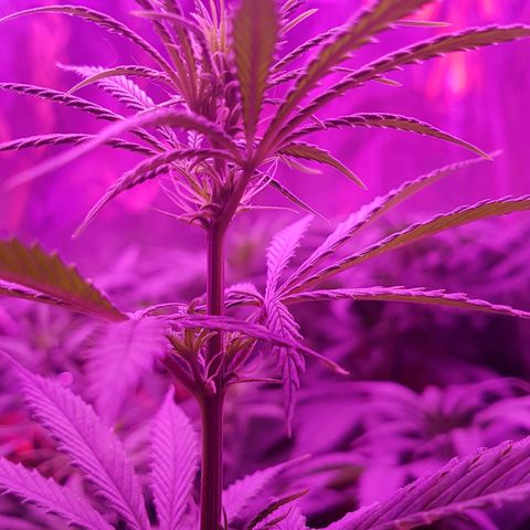 Unbekannte Sorte growlog timeline photo