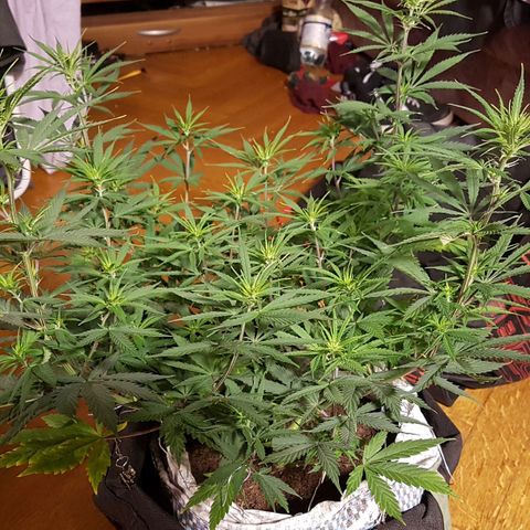 Unbekannte Sorte growlog timeline photo