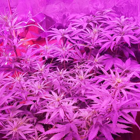 Unbekannte Sorte growlog timeline photo