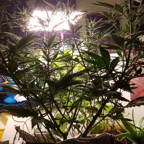 Unbekannte Sorte growlog timeline photo