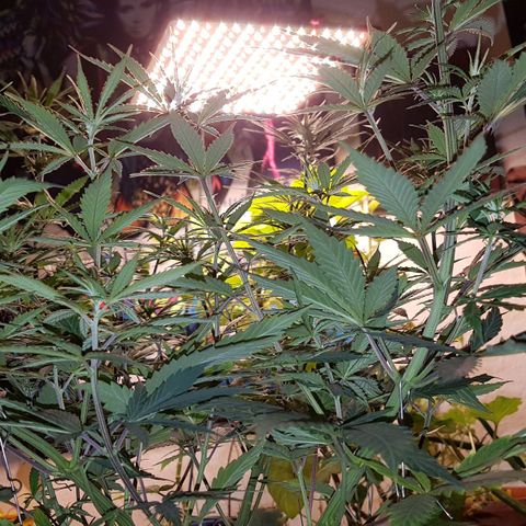 Unbekannte Sorte growlog timeline photo