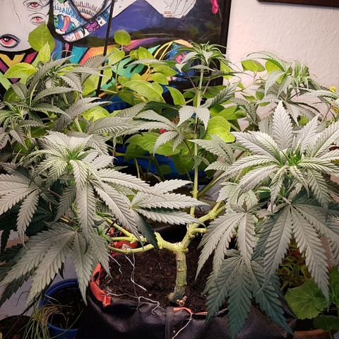 Unknown  growlog timeline photo