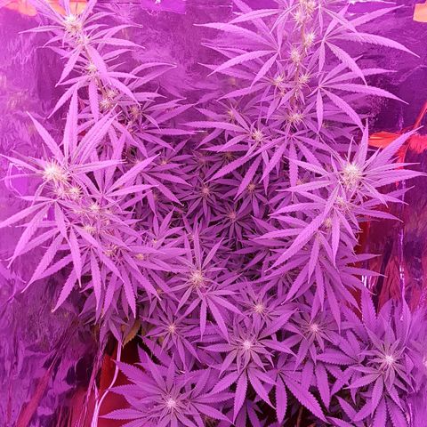 Unbekannte Sorte growlog timeline photo