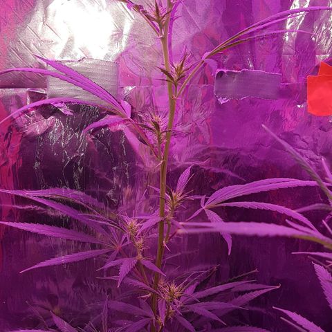 Unbekannte Sorte growlog timeline photo