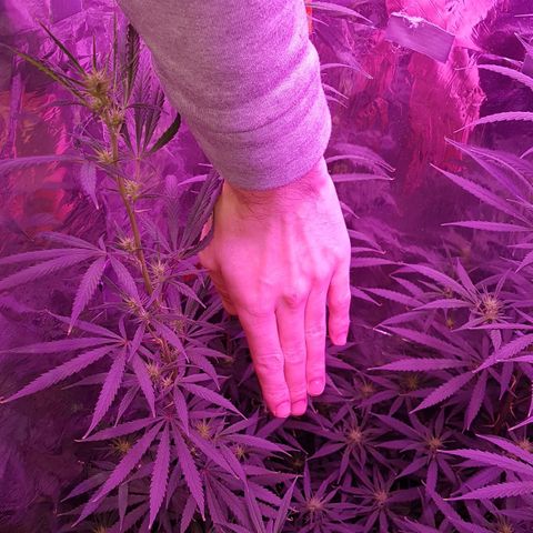 Unbekannte Sorte growlog timeline photo