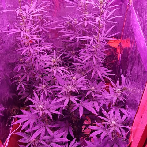 Unknown  growlog timeline photo