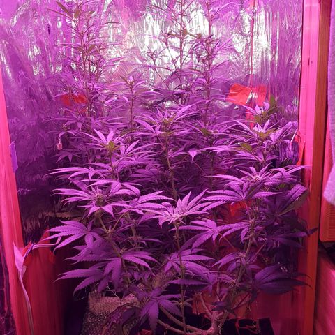 Unknown  growlog timeline photo