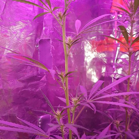 Unbekannte Sorte growlog timeline photo