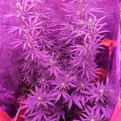 Unbekannte Sorte growlog timeline photo