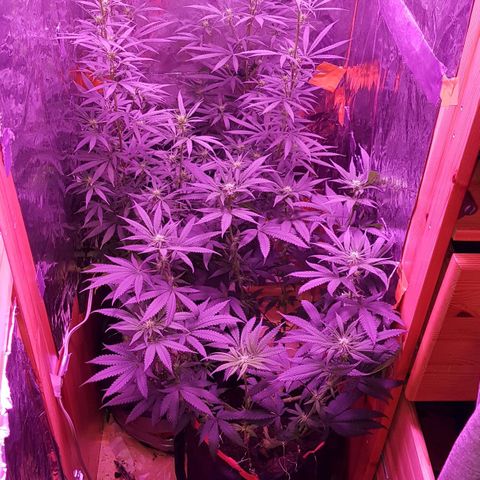 Unknown  growlog timeline photo