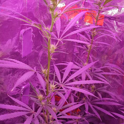 Unbekannte Sorte growlog timeline photo