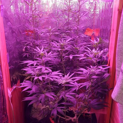 Unknown  growlog timeline photo