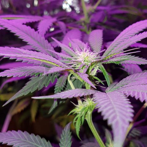 Unknown  growlog timeline photo