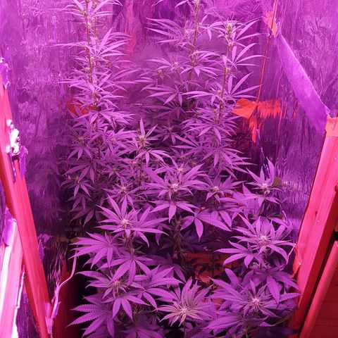 Unknown  growlog timeline photo