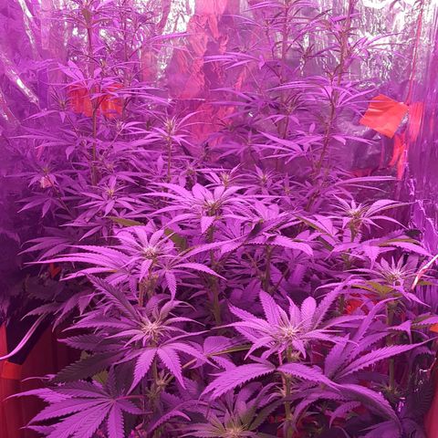 Unknown  growlog timeline photo